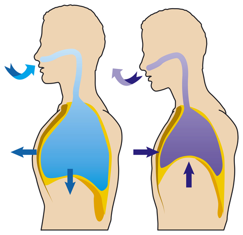 How Breathing Affects Movement